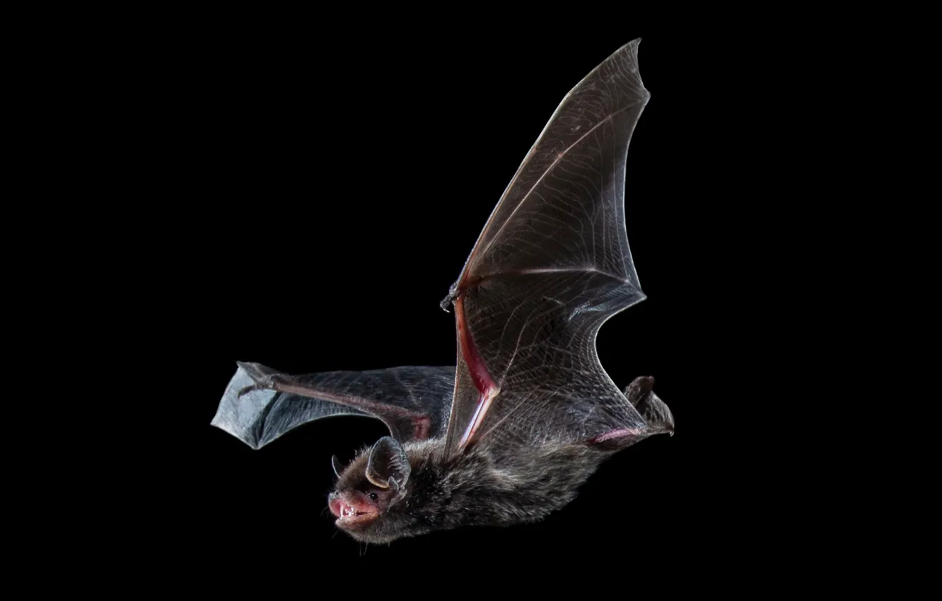 Фото обои природа, летучая мышь, Silver-haired bat