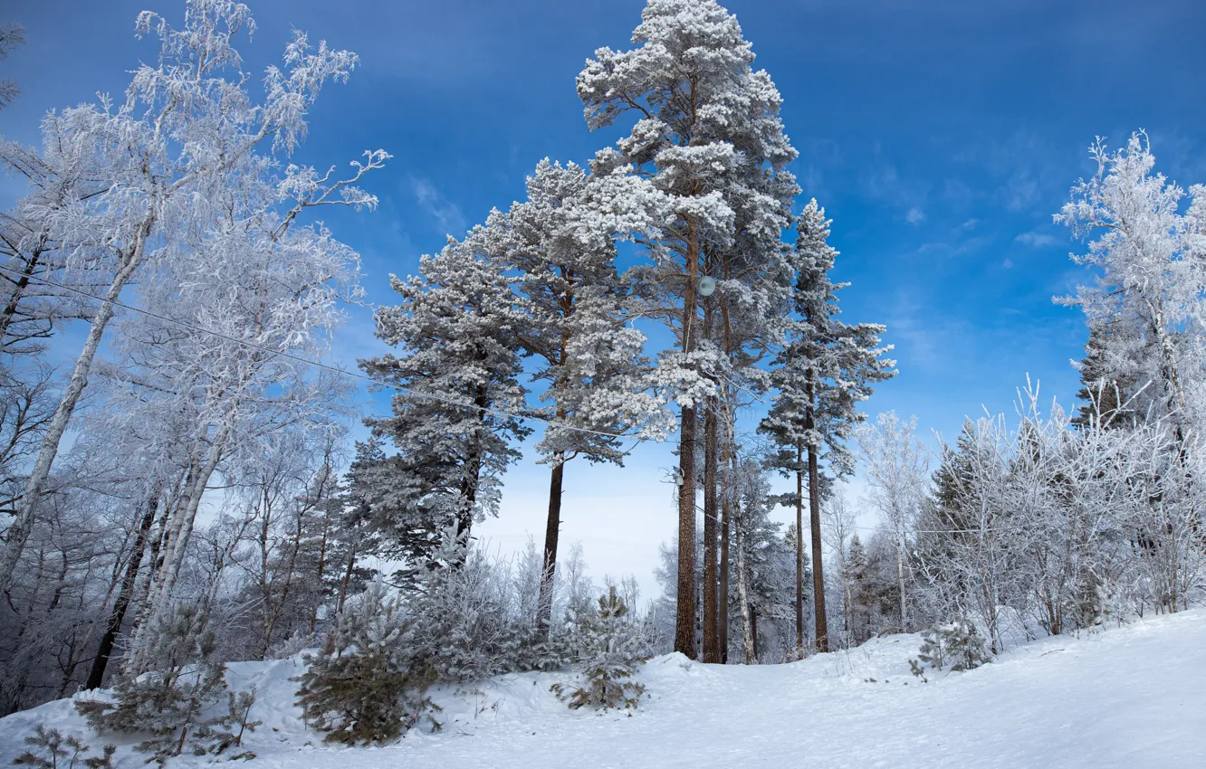 Фото обои Nature, Clouds, Sky, Wood, Winter, Snow, Ice, Trees