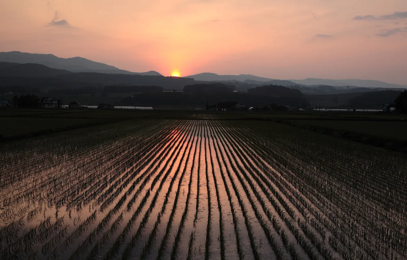 Фото обои поле, закат, рис