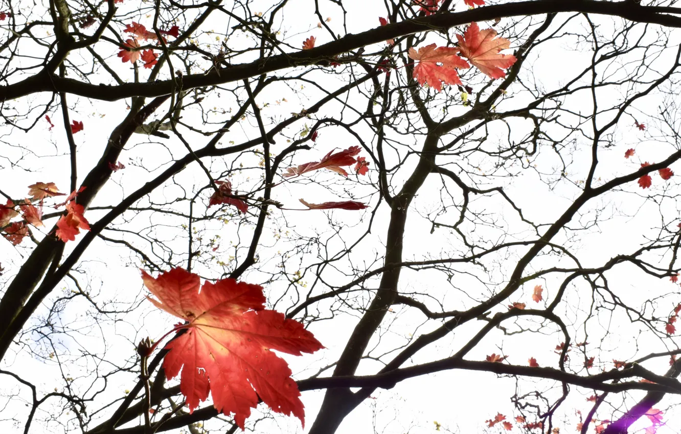 Фото обои осень, листья, дерево