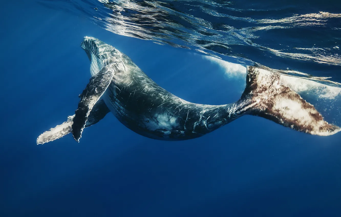 Фото обои море, океан, кит, подводный мир, детеныш кита