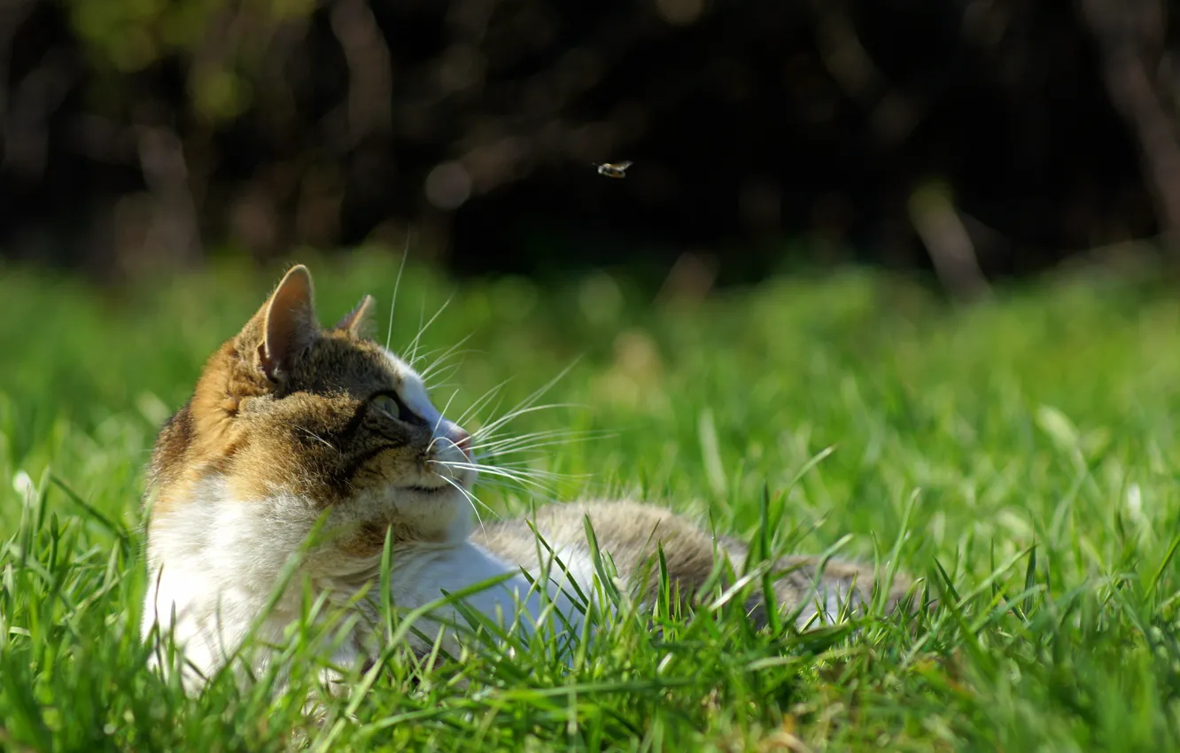 Фото обои трава, кот, усы, муха, движение, отдых, весна, охота