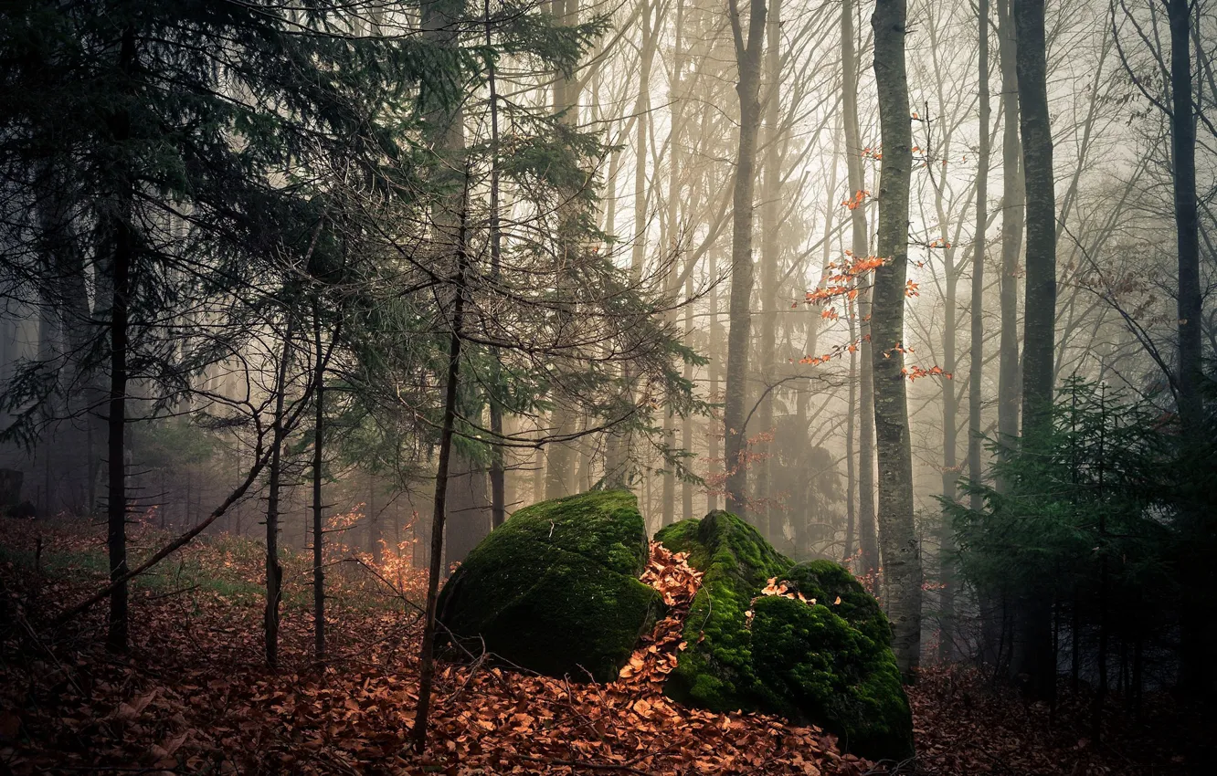 Фото обои лес, камни, листва, мох, дымка