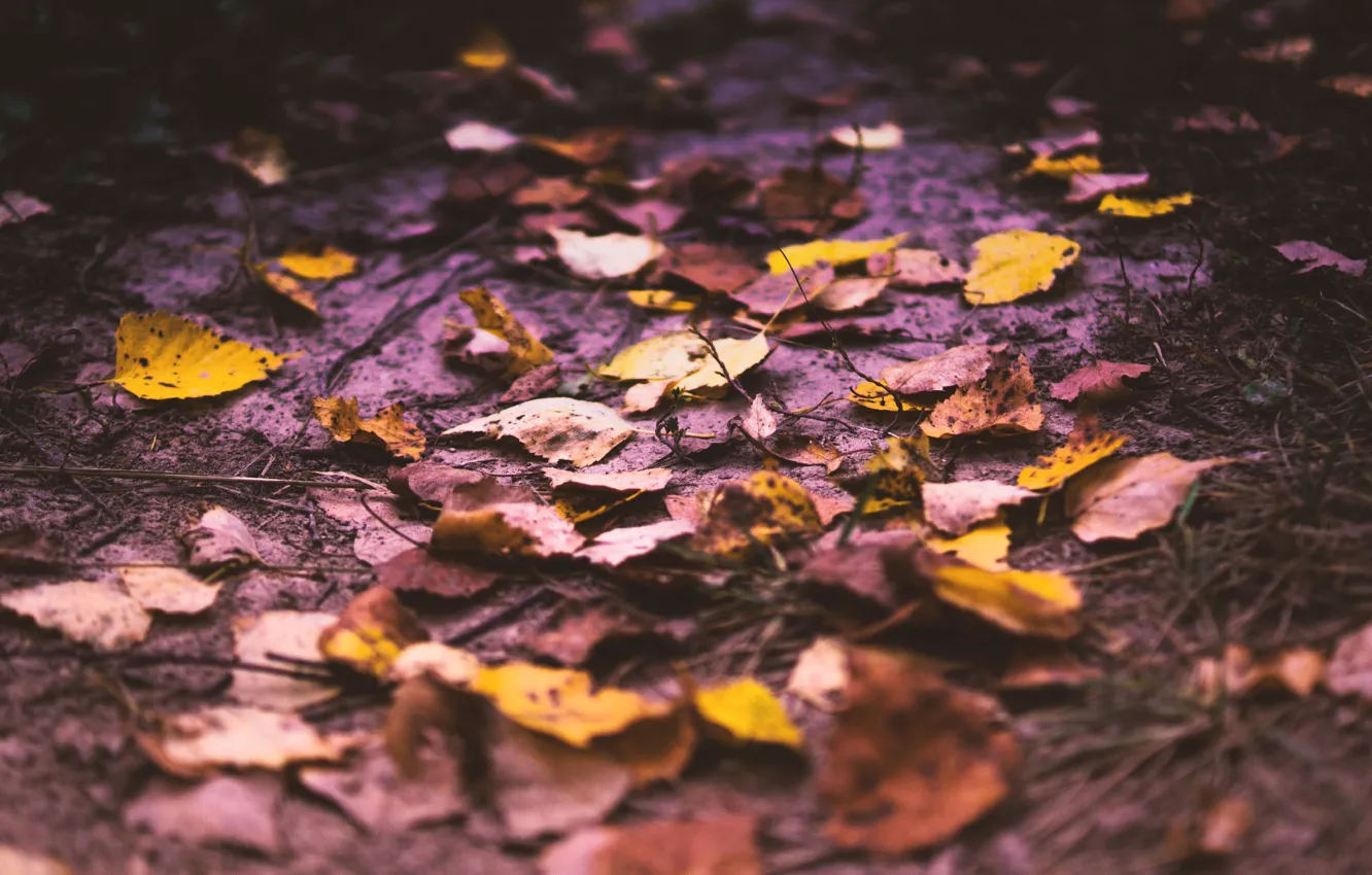 Фото обои дорога, осень, листья, природа