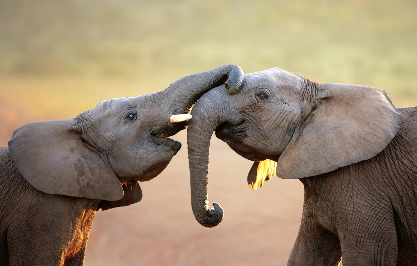 Фото обои слоны, хобот, слонята