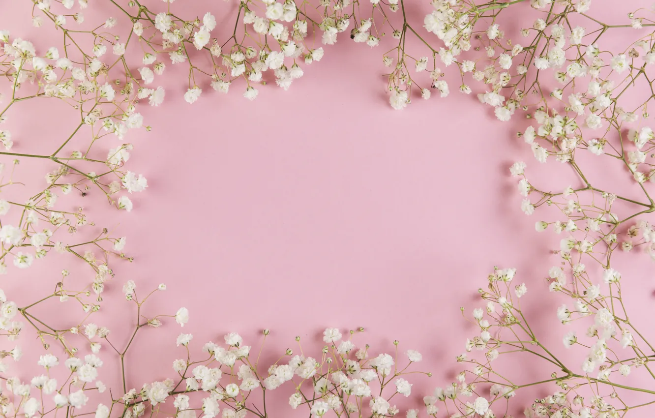 Фото обои цветы, white, белые, розовый фон, pink, flowers, background, tender