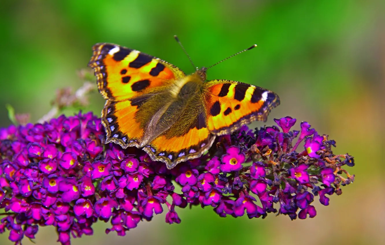 Фото обои Макро, Бабочка, Цветочки, Flowers, Macro, Butterfly