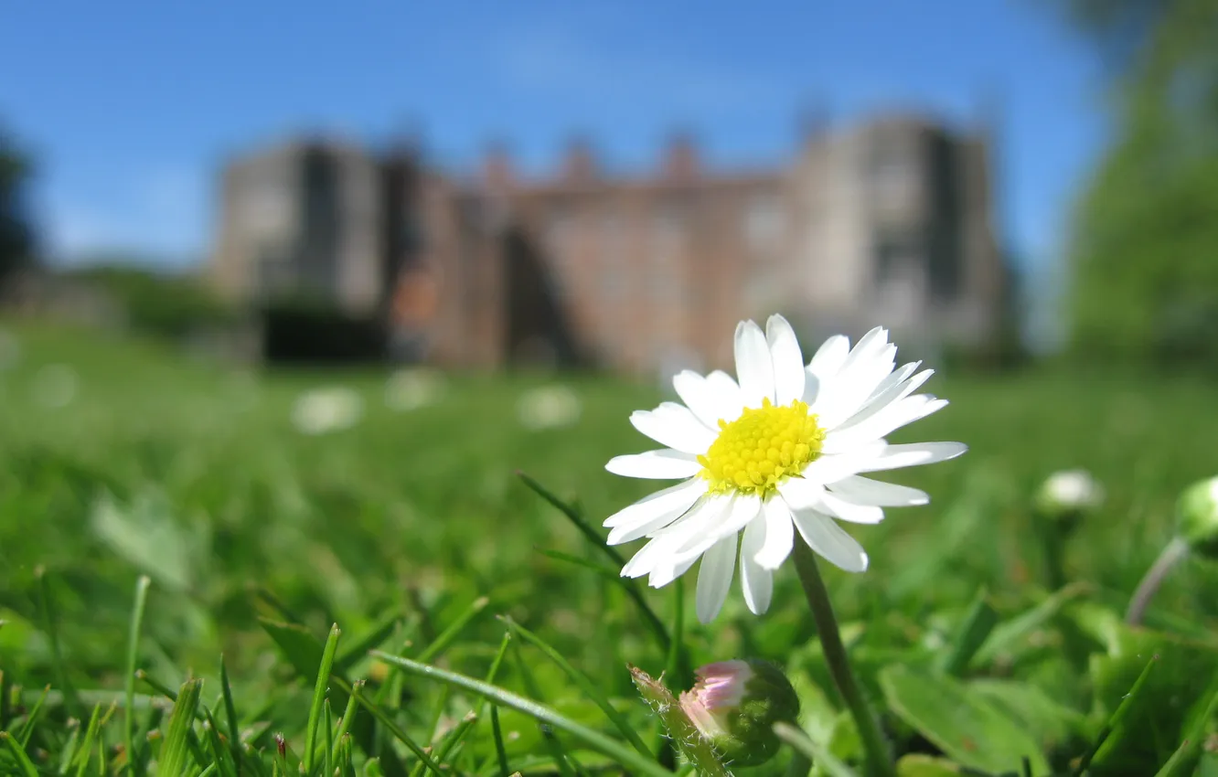 Фото обои цветы, замок, поляна, daisy flower, Canon IXUS 700, Mottisfont Abbey