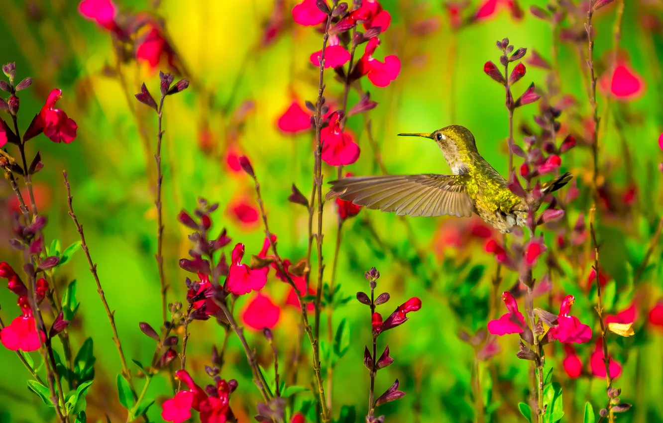 Фото обои цветы, природа, птица, колибри