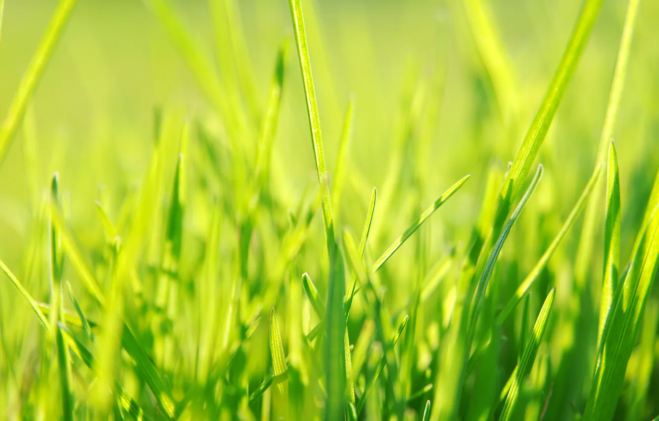 Фото обои трава, зеленый, весна