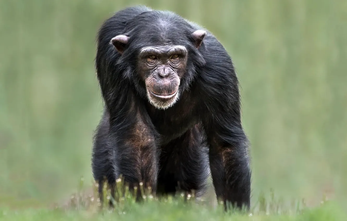 Фото обои monkey, animal, Chimpanzee