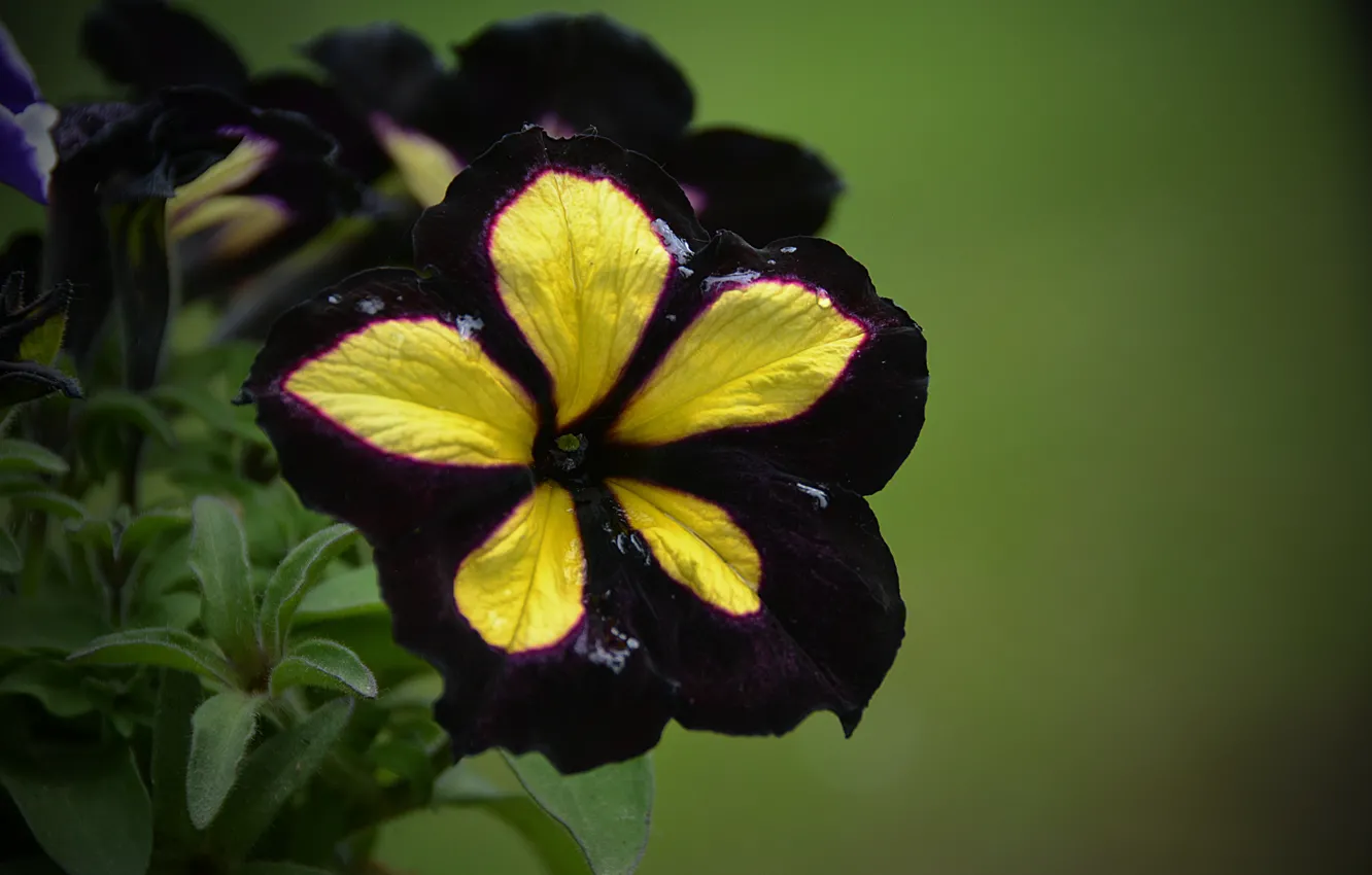 Фото обои Макро, Цветы, Dark flowers
