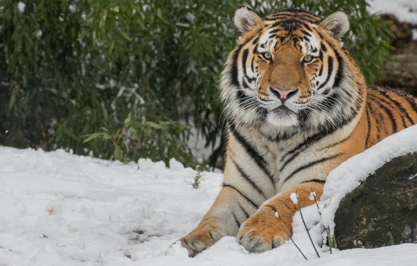Фото обои зима, кошка, морда, листья, снег, природа, тигр, фон