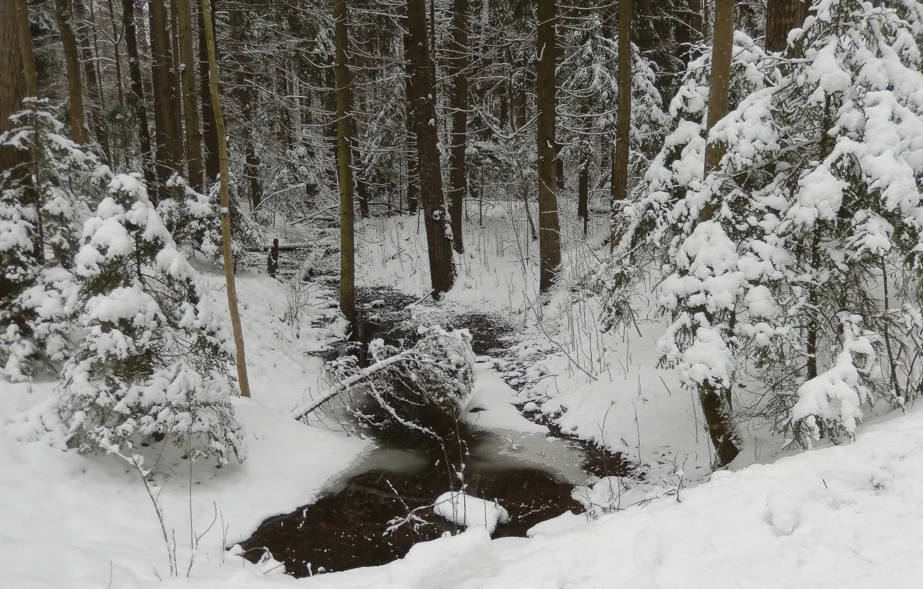 Фото обои зима, снег, деревья, природа, фон, widescreen, ель, ели
