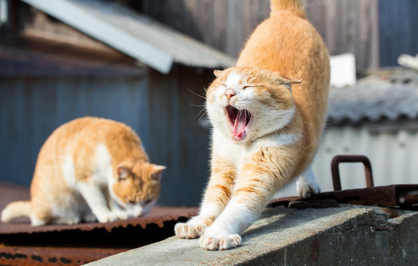 Фото обои кот, рыжий, зевает