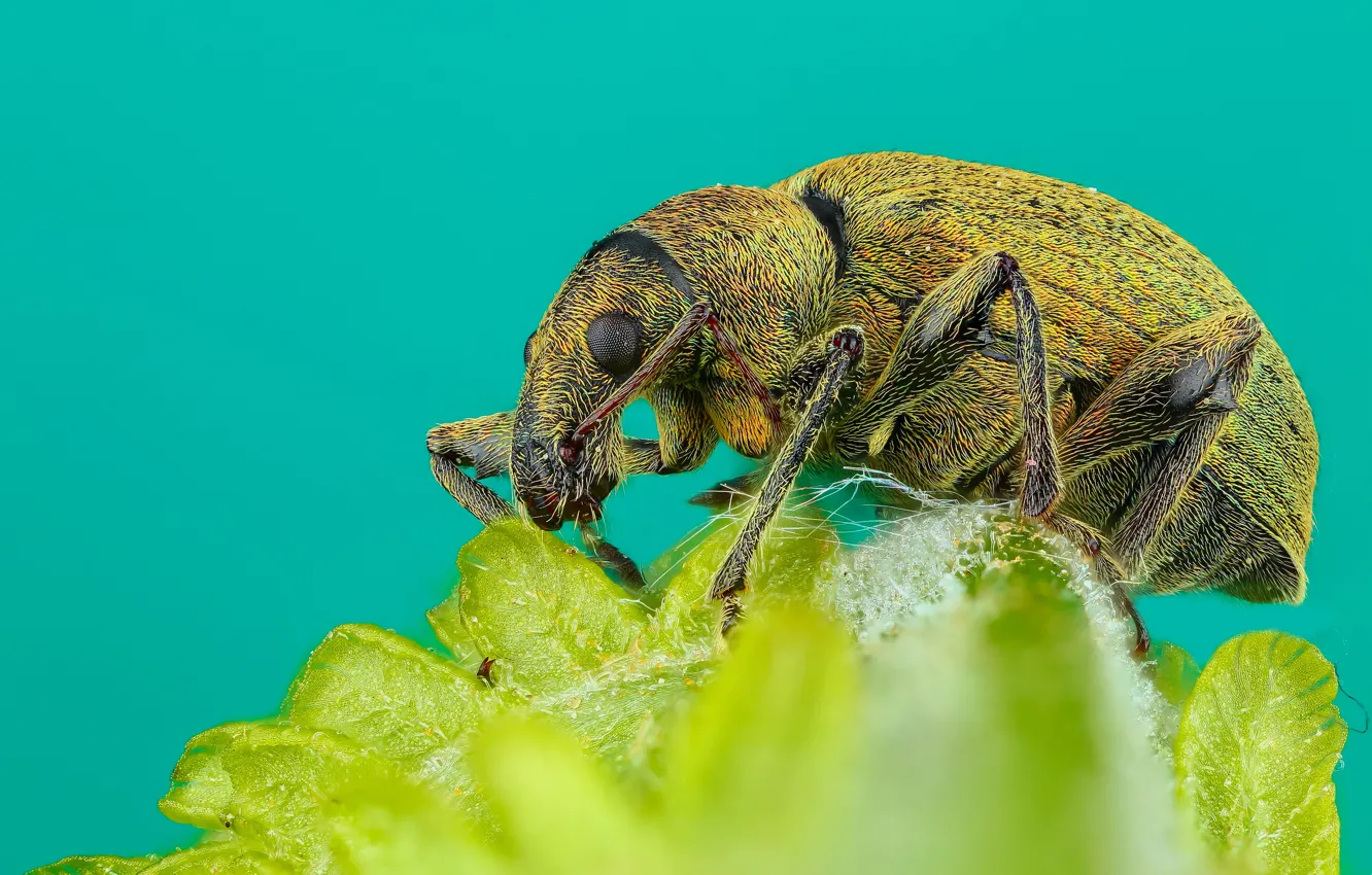 Фото обои макро, зеленый, фон, листок, жук, мохнатый, насекомое, жучок