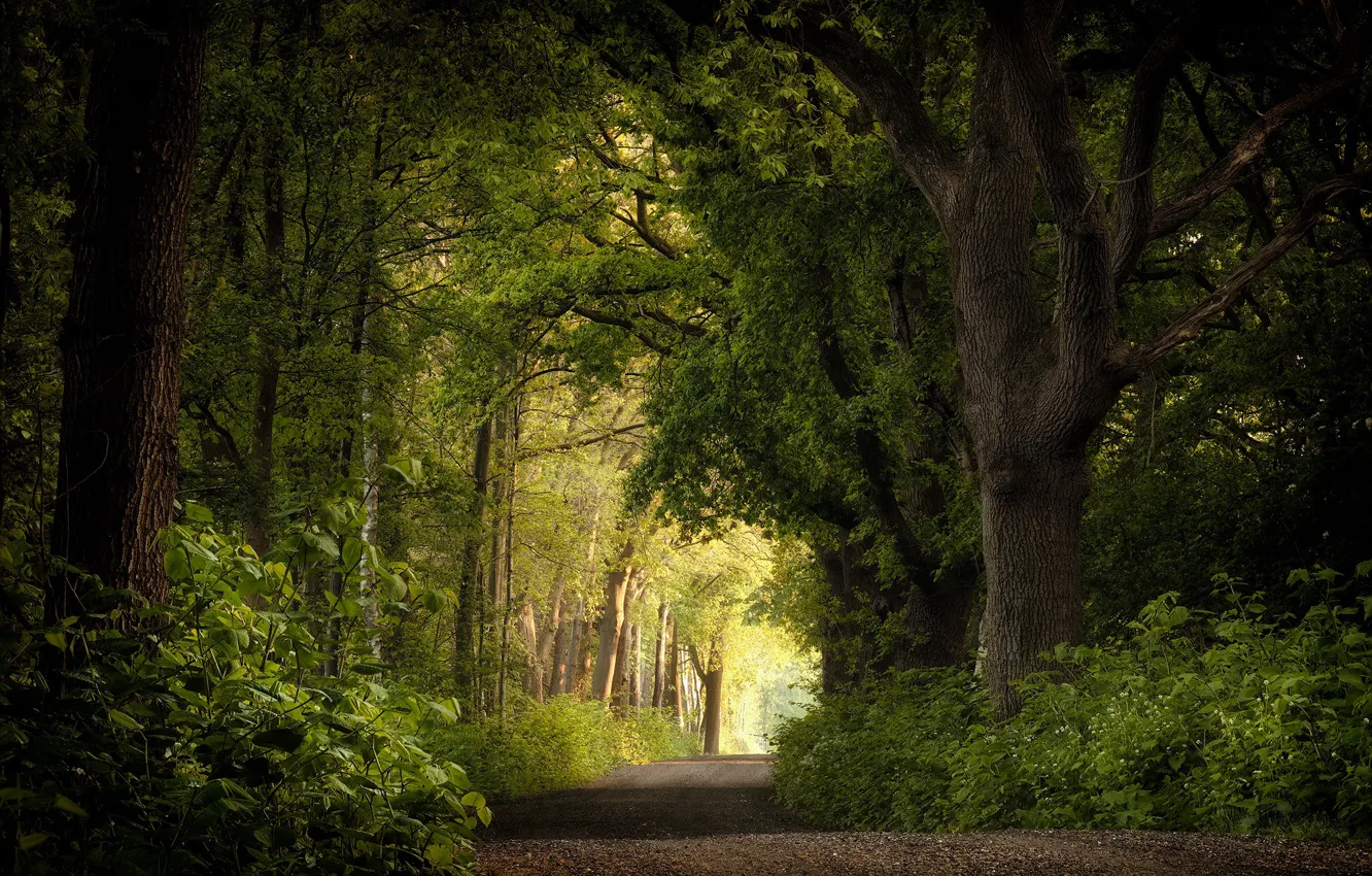 Фото обои дорога, лес, деревья, Нидерланды
