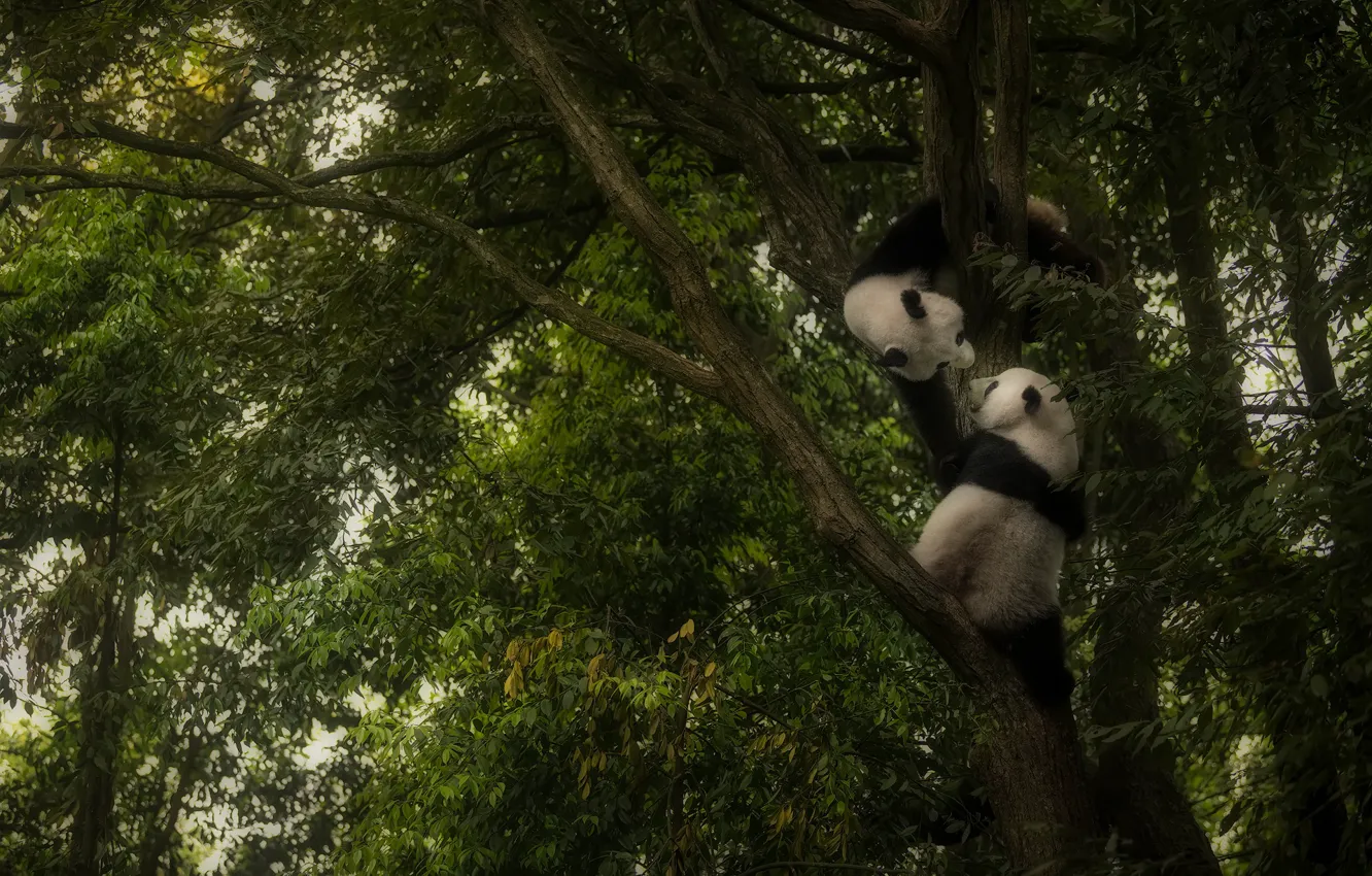Фото обои дерево, игра, панда, играют, панды