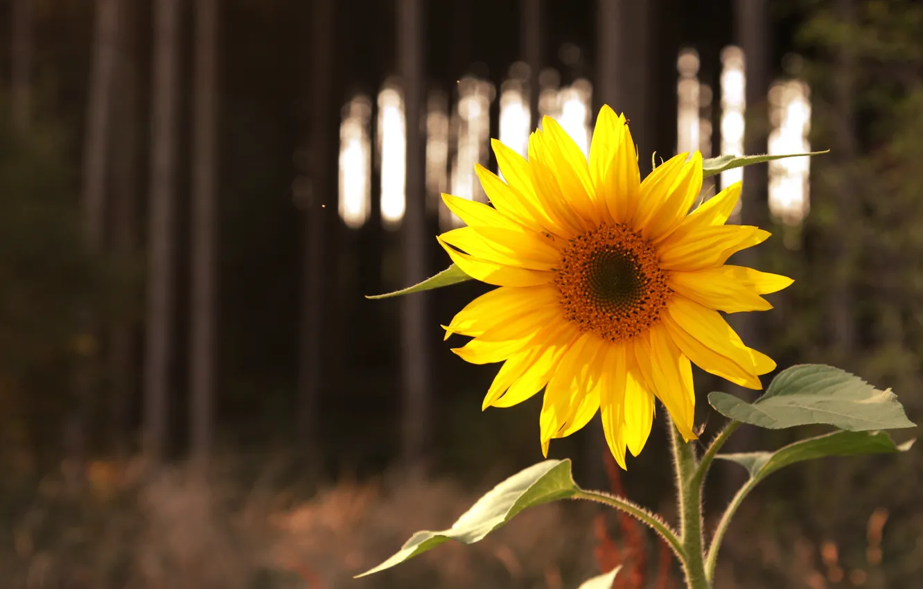 Фото обои цветок, свет, желтый, природа, темный фон, подсолнух, подсолнечник, боке
