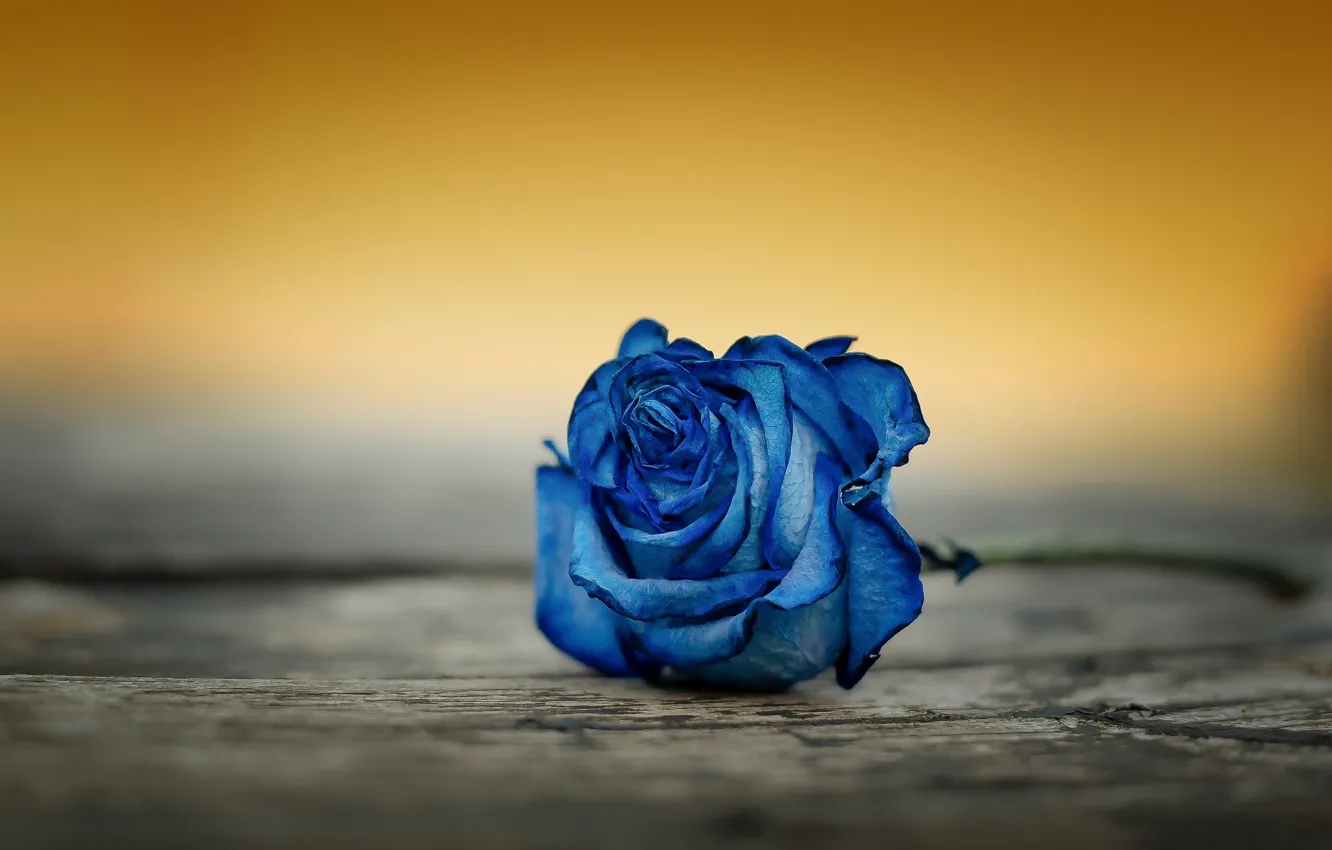 Фото обои макро, фон, роза, бутон, синяя