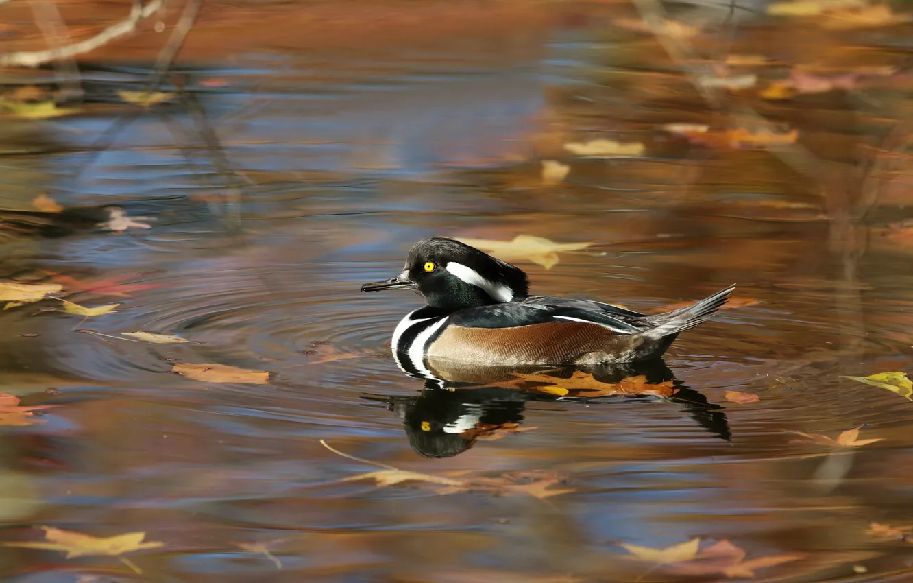 Фото обои осень, листья, пруд, отражение, птица, утка, водоем, плавание