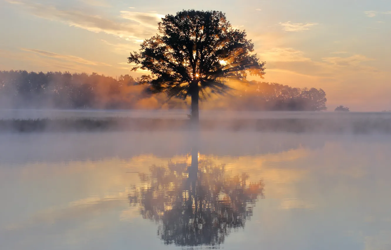 Фото обои туман, озеро, отражение, дерево, рассвет, утро