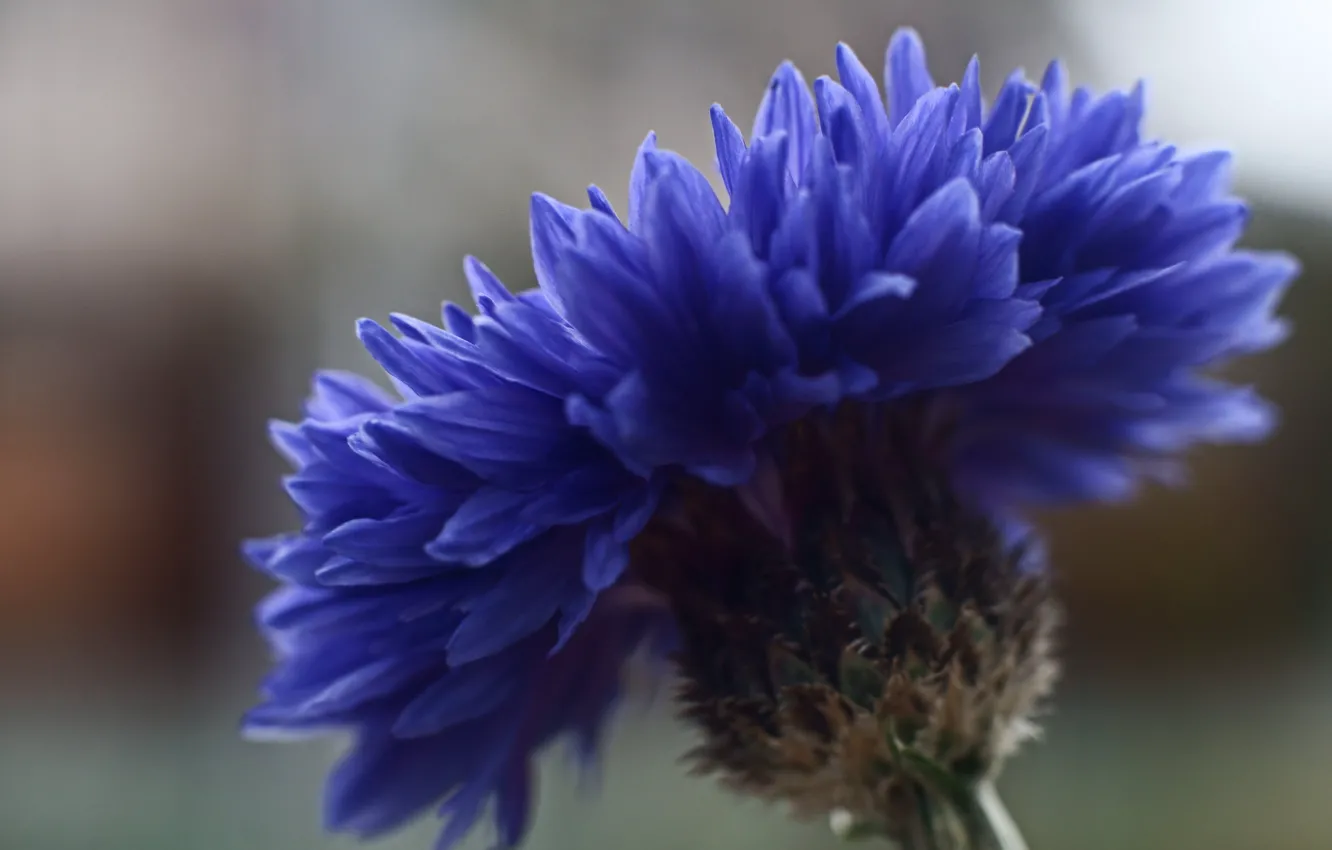 Фото обои цветок, макро, синий, фокус, Василек
