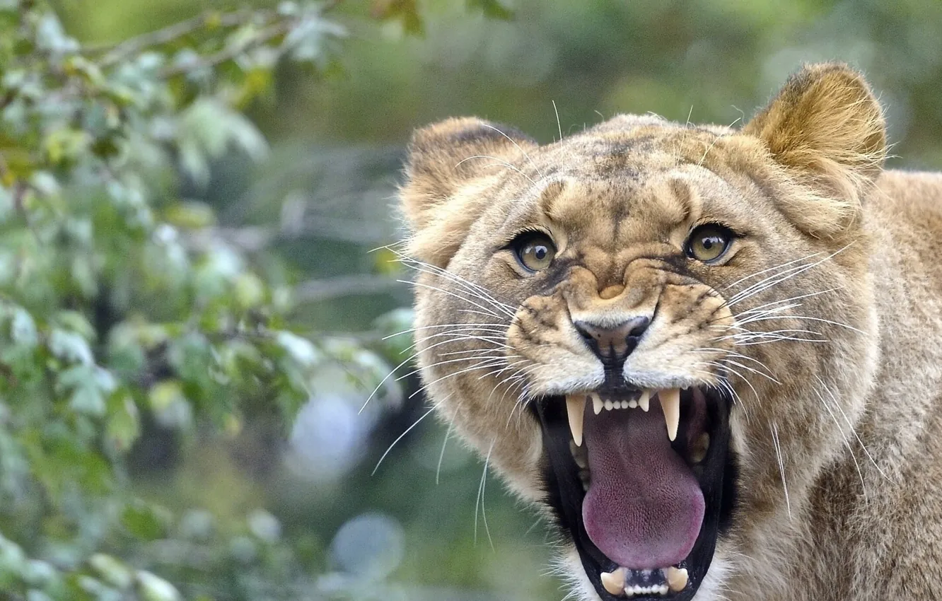 Фото обои lion, face, anger, teeth, aggression, wildlif, adult brown cougar