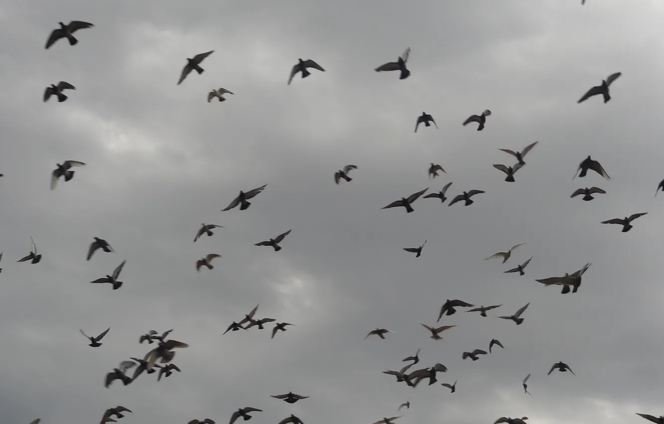 Фото обои clouds, birds, Athens