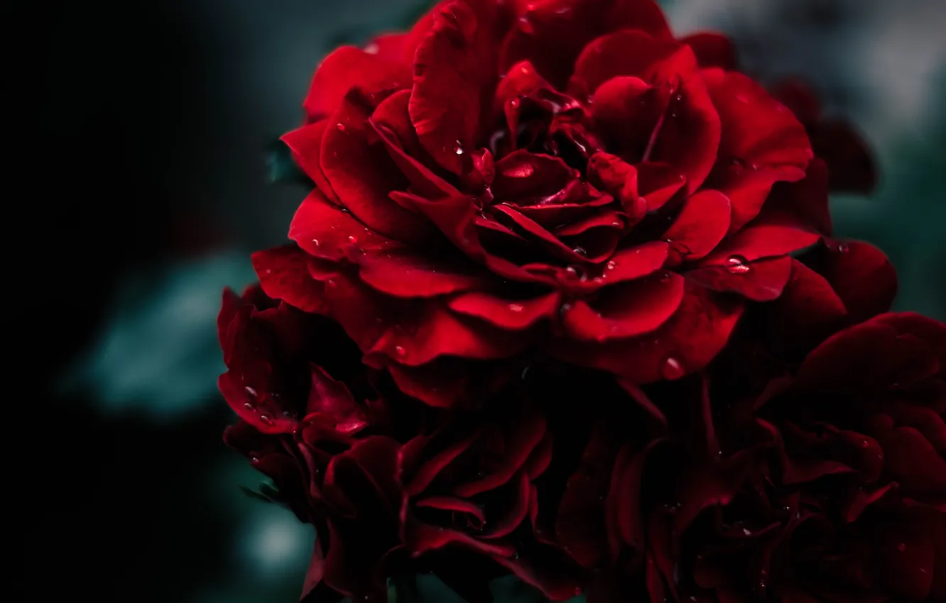 Фото обои Макро, Роза, Капля, Цветок, Красная, Rose, Rain, RED