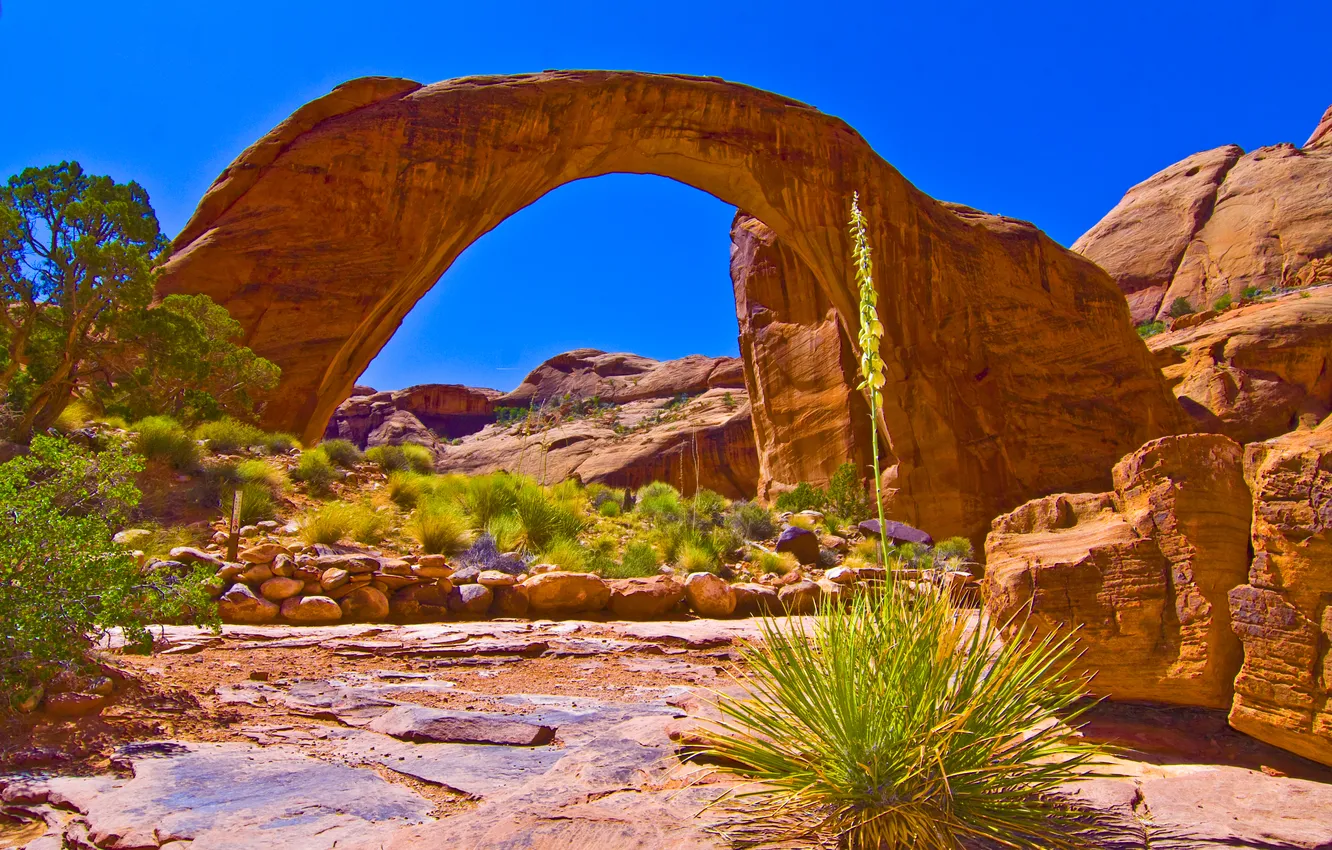 Фото обои трава, природа, камни, скалы, Arizona, The Grand Canyon, Green &amp; Orange