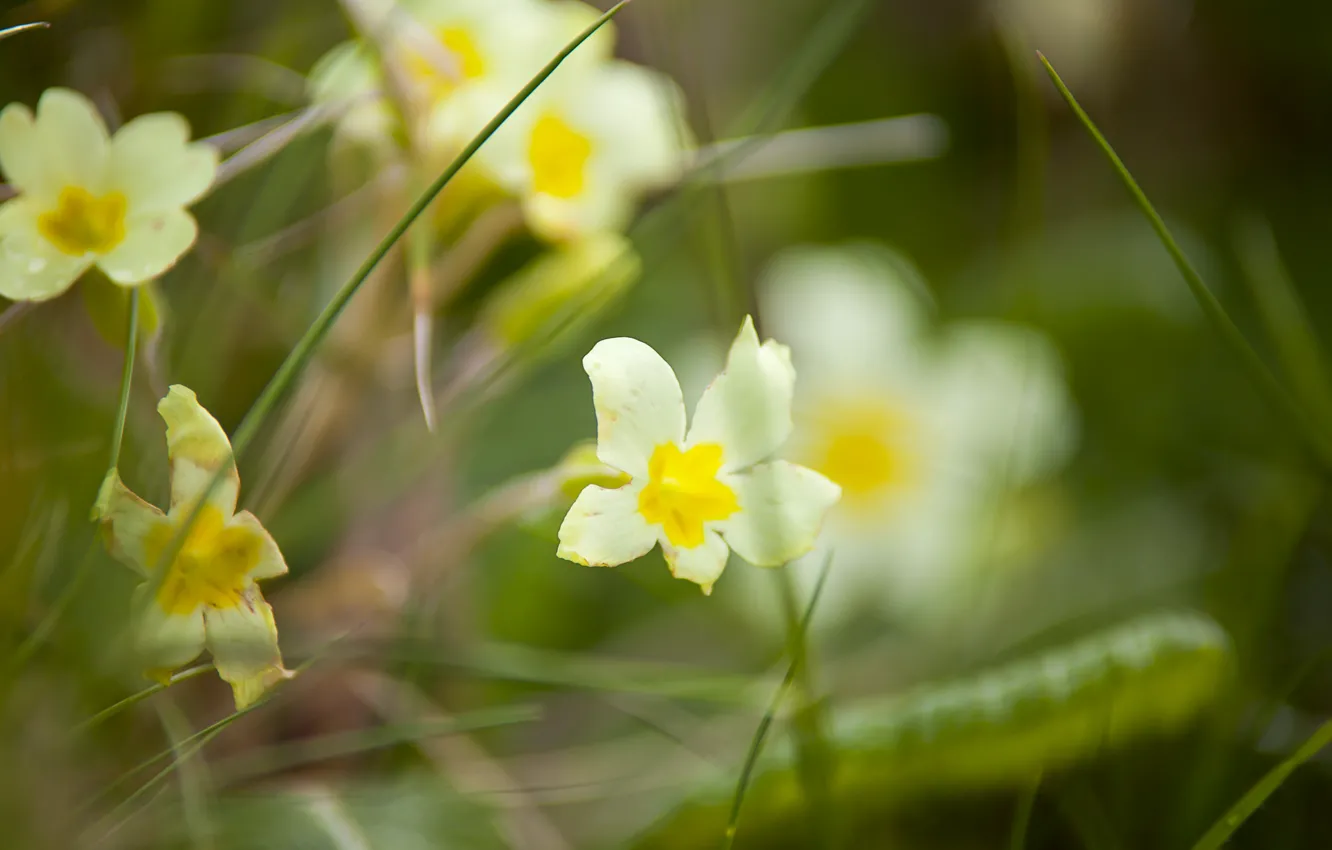 Фото обои зелень, белый, цветок, трава, цветы, flowers, Bartholomew Photography, herb