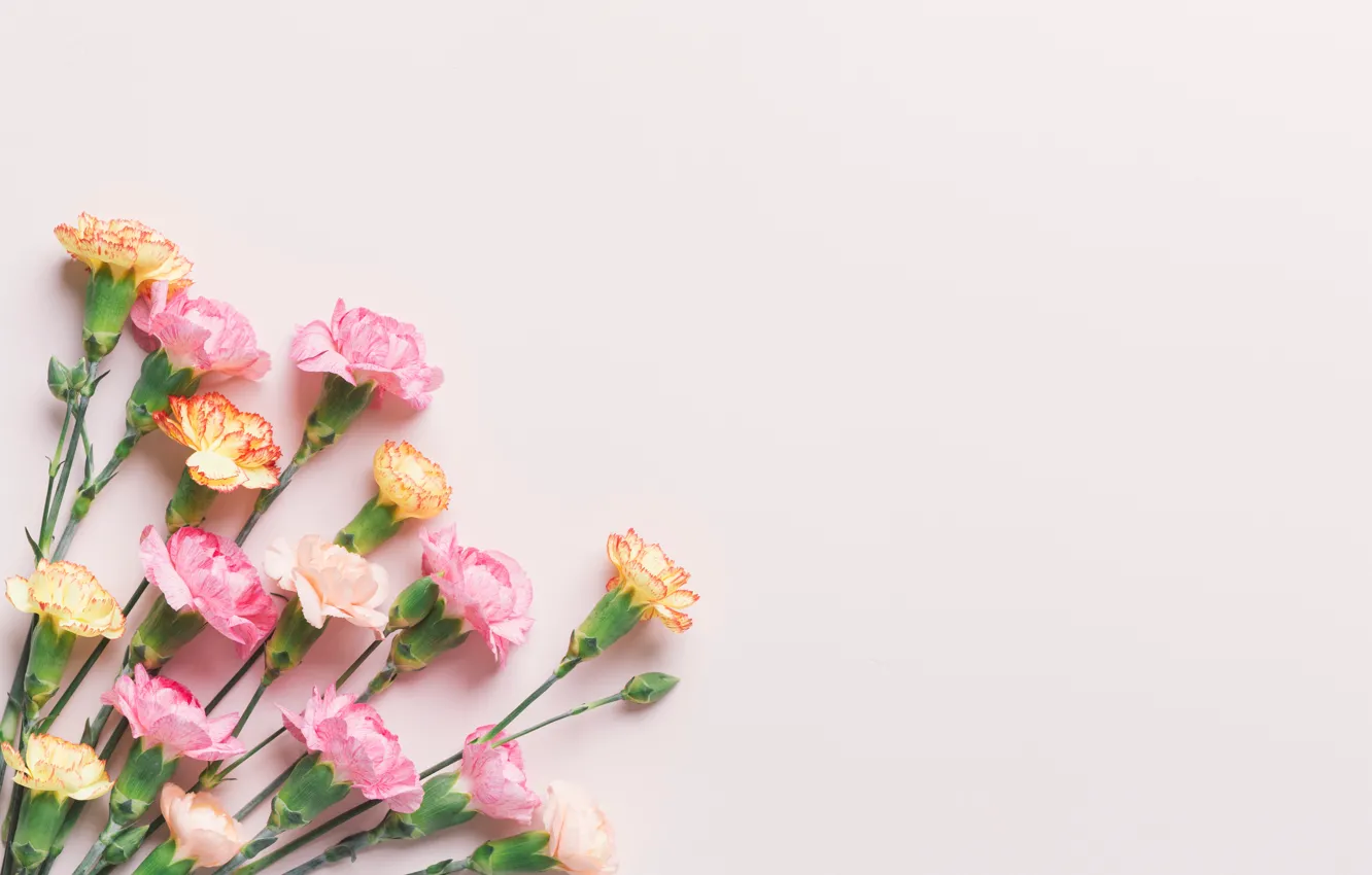 Фото обои розовые, бутоны, pink, гвоздика, flowers, cute, tender