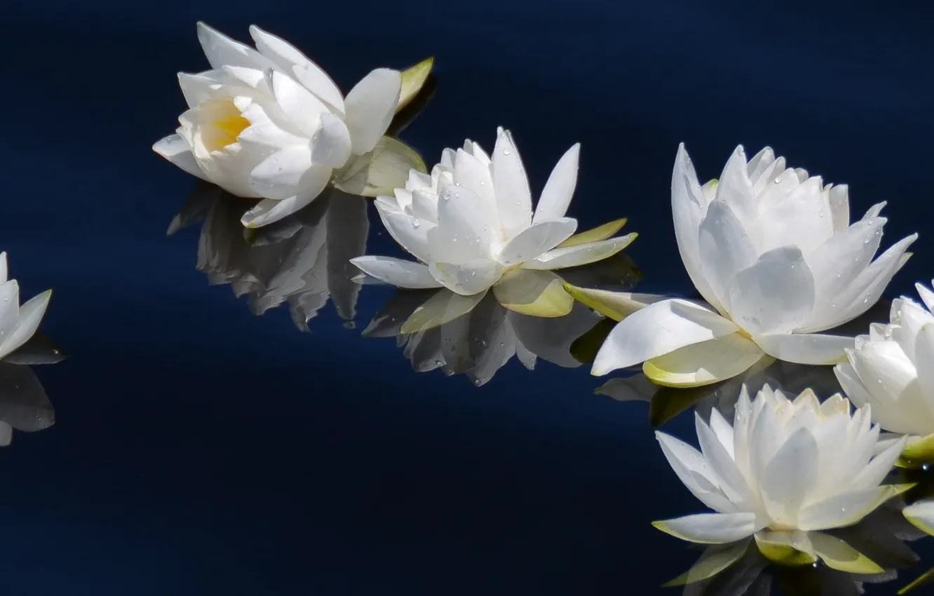 Фото обои вода, лилии, white, белые, flower, dual, multi, screen