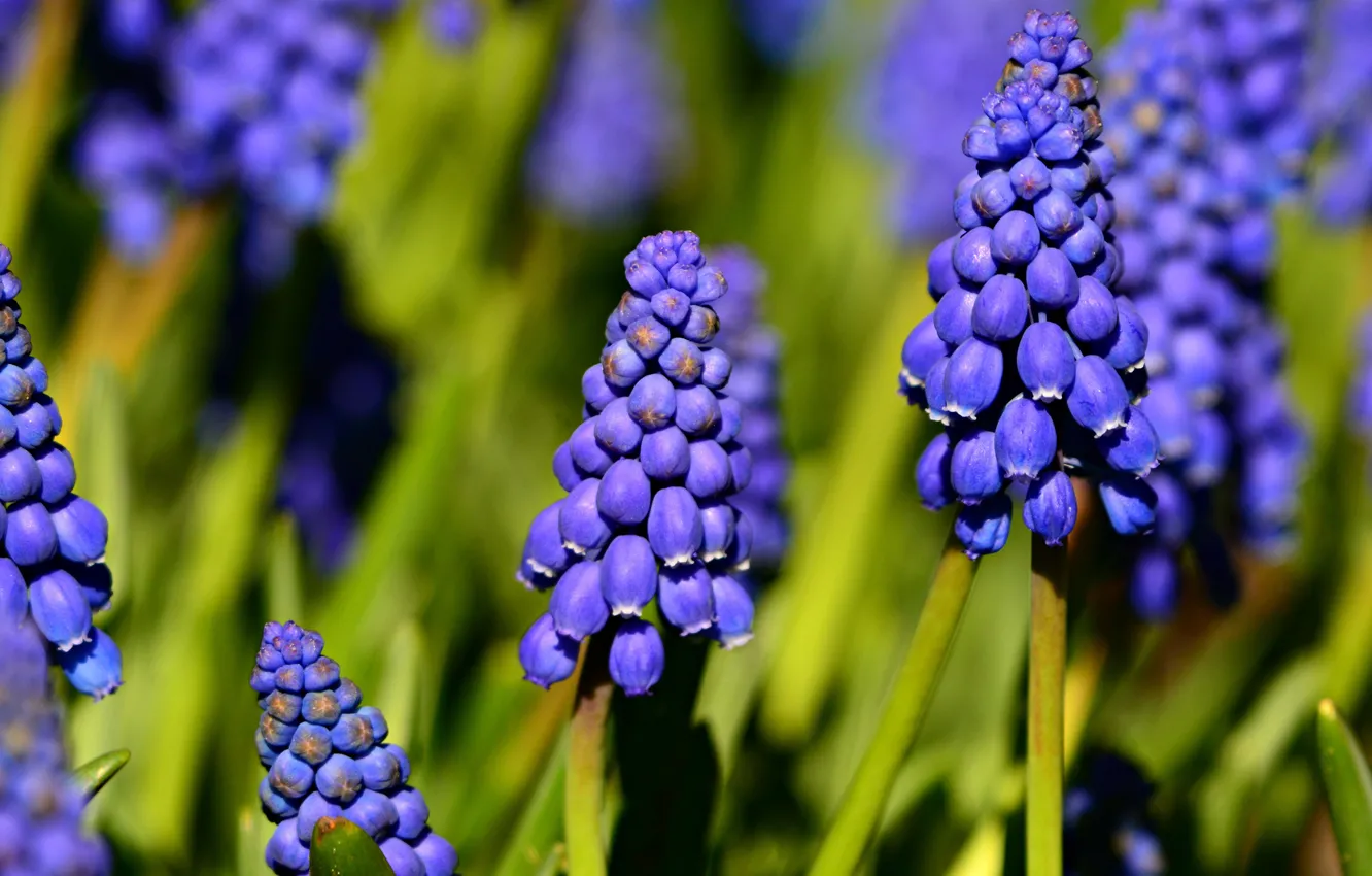 Фото обои макро, цветы, весна, синие, мускари, мышиный гиацинт