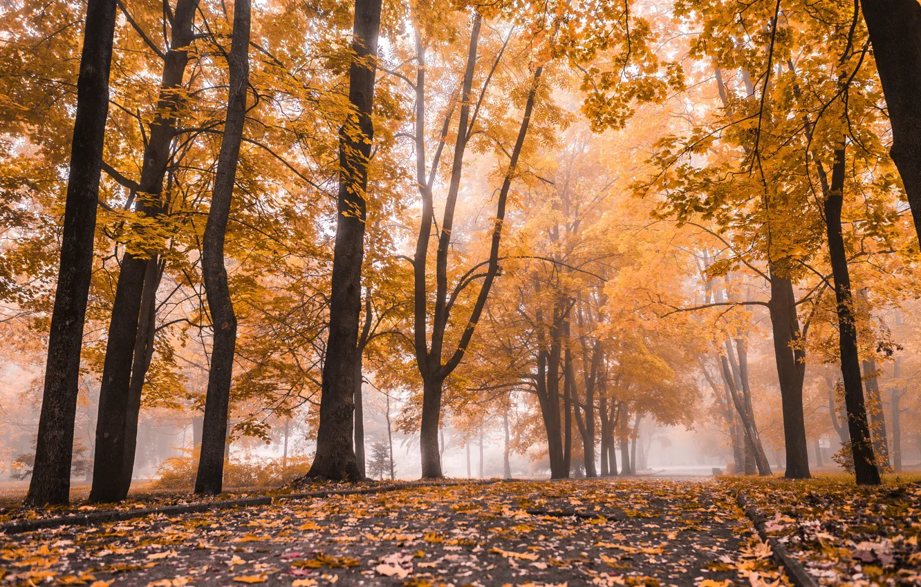 Фото обои осень, листья, деревья, парк, nature, park, autumn, leaves