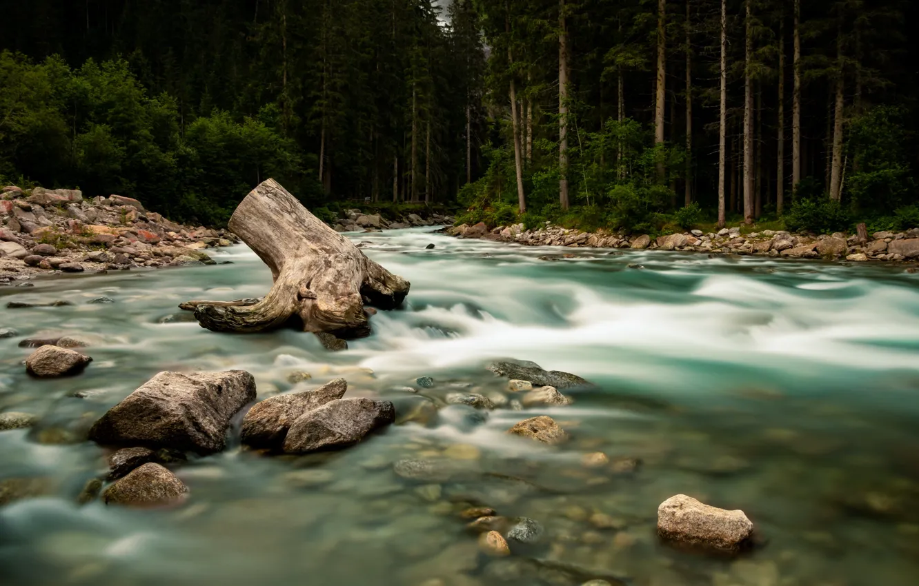 Фото обои лес, река, камни, берег, течение, пень, дно, водоем
