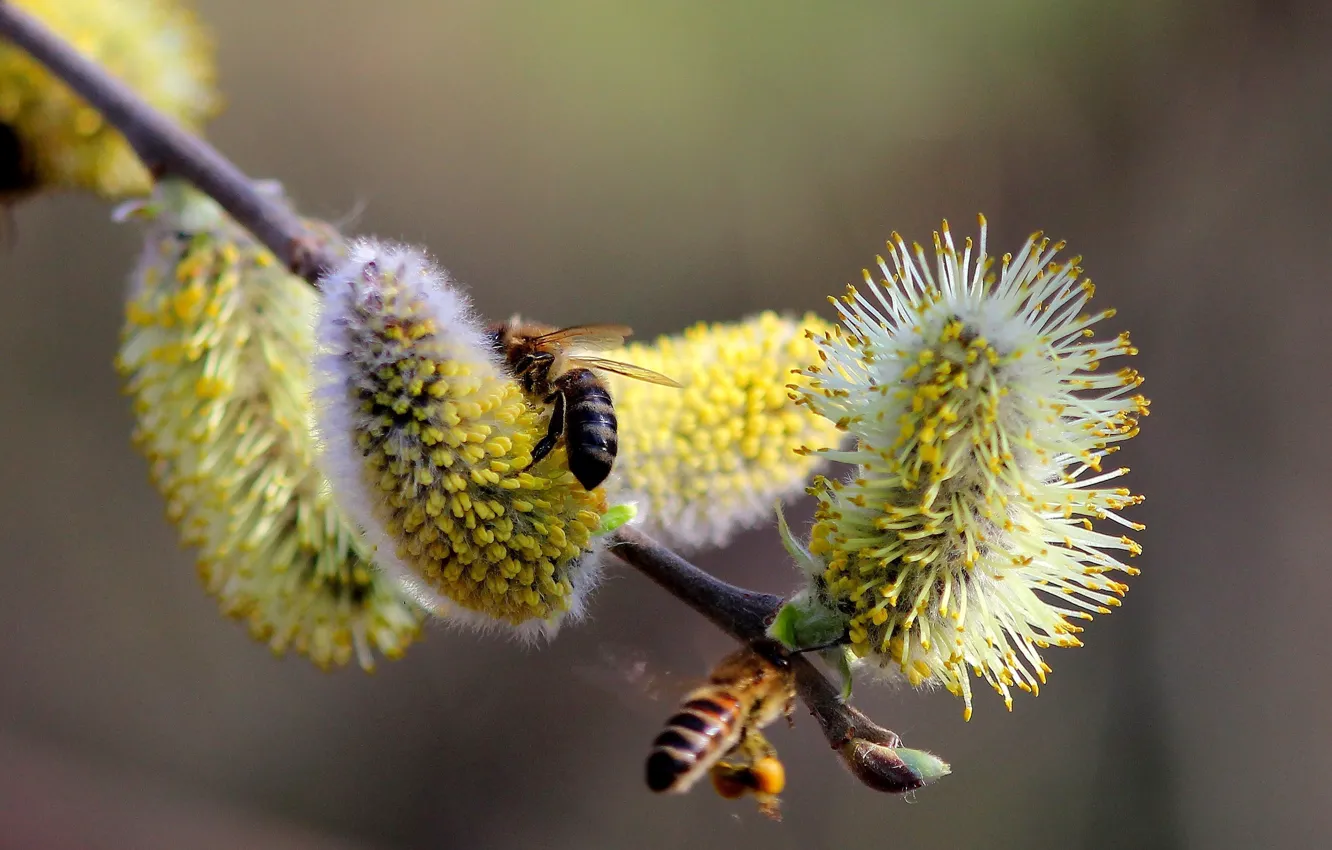 Фото обои ветки, природа, пыльца, весна, почки, верба, пчёлы