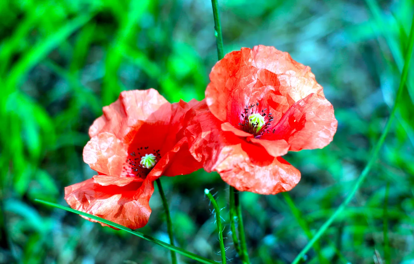 Фото обои red, flower, poppy