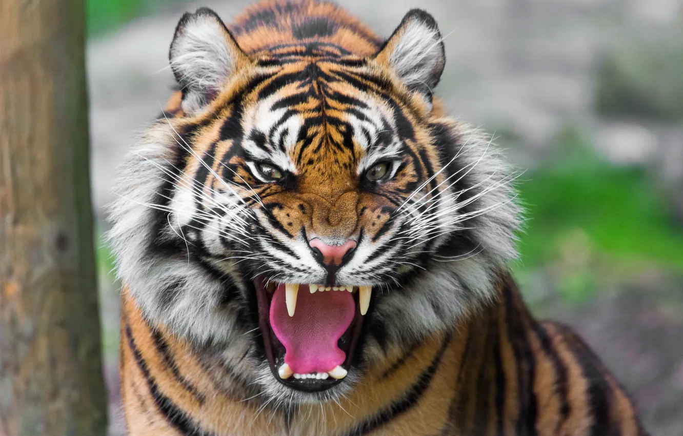 Фото обои тигр, хищник, пасть, оскал
