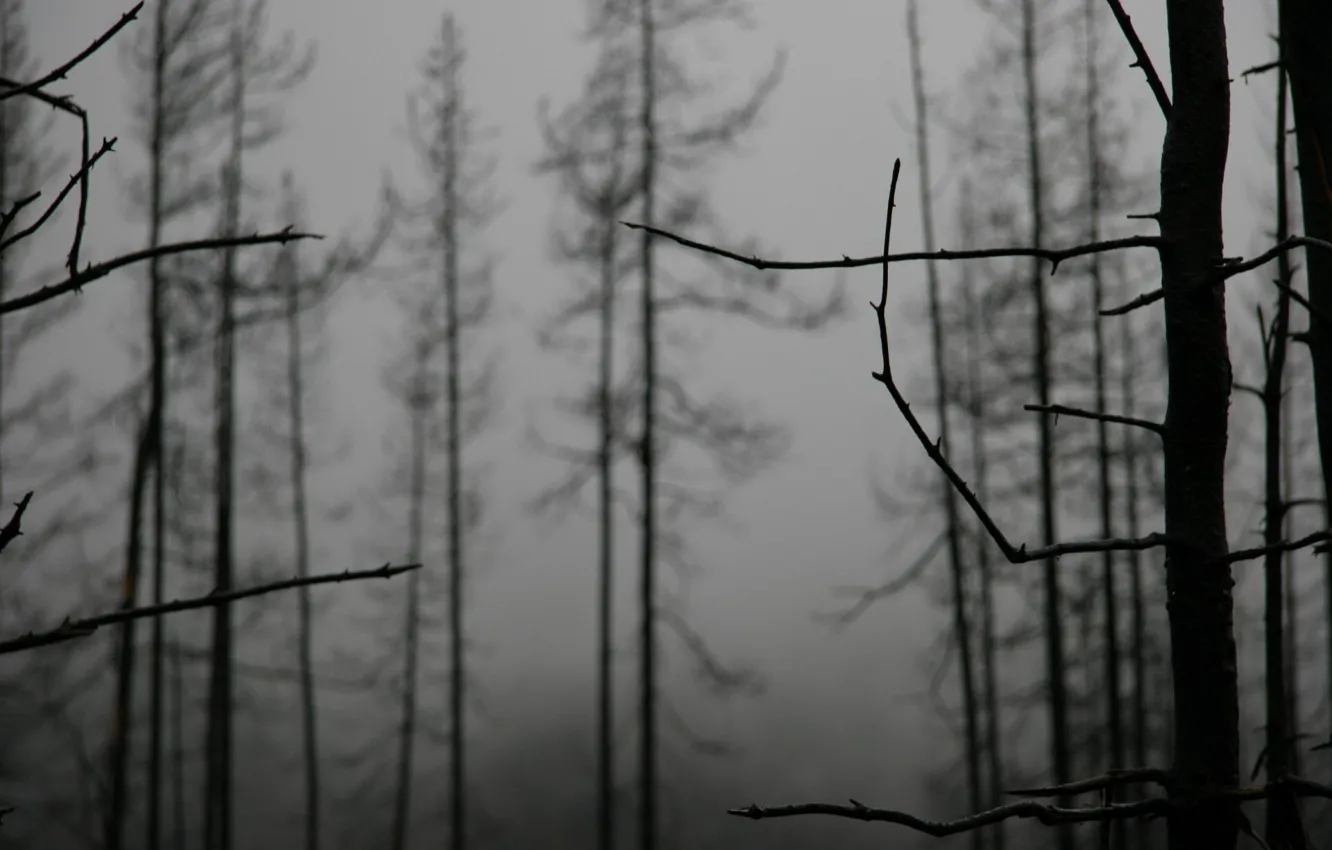 Фото обои деревья, туман, Ветки