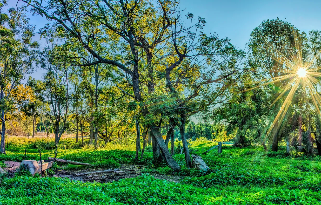 Фото обои зелень, лес, трава, солнце, лучи, деревья, парк, HDR