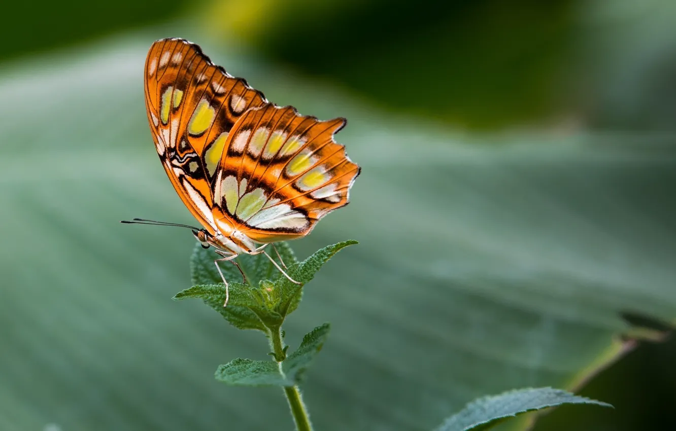 Фото обои макро, бабочка, цвет, крылышки, яркая