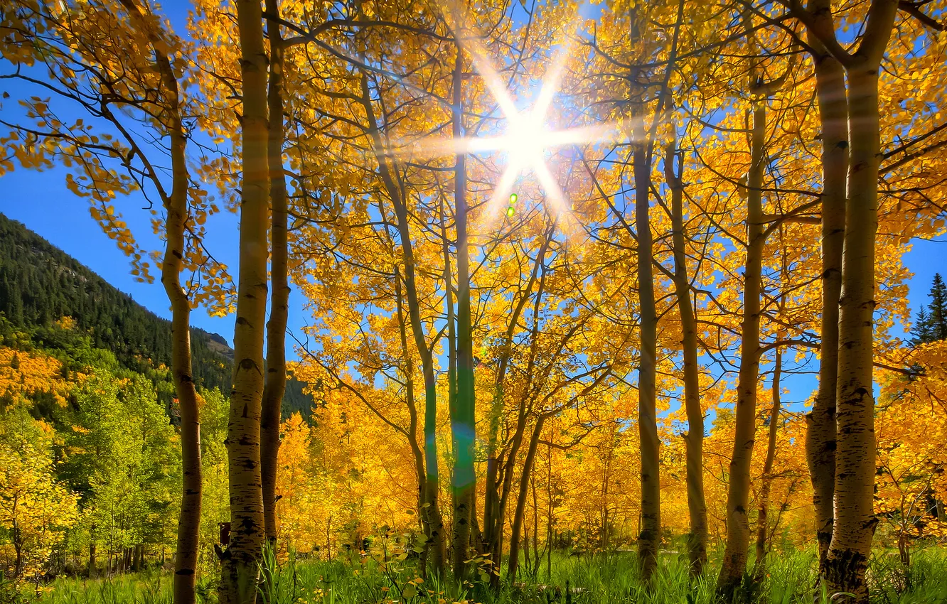 Фото обои осень, небо, трава, солнце, лучи, деревья, горы