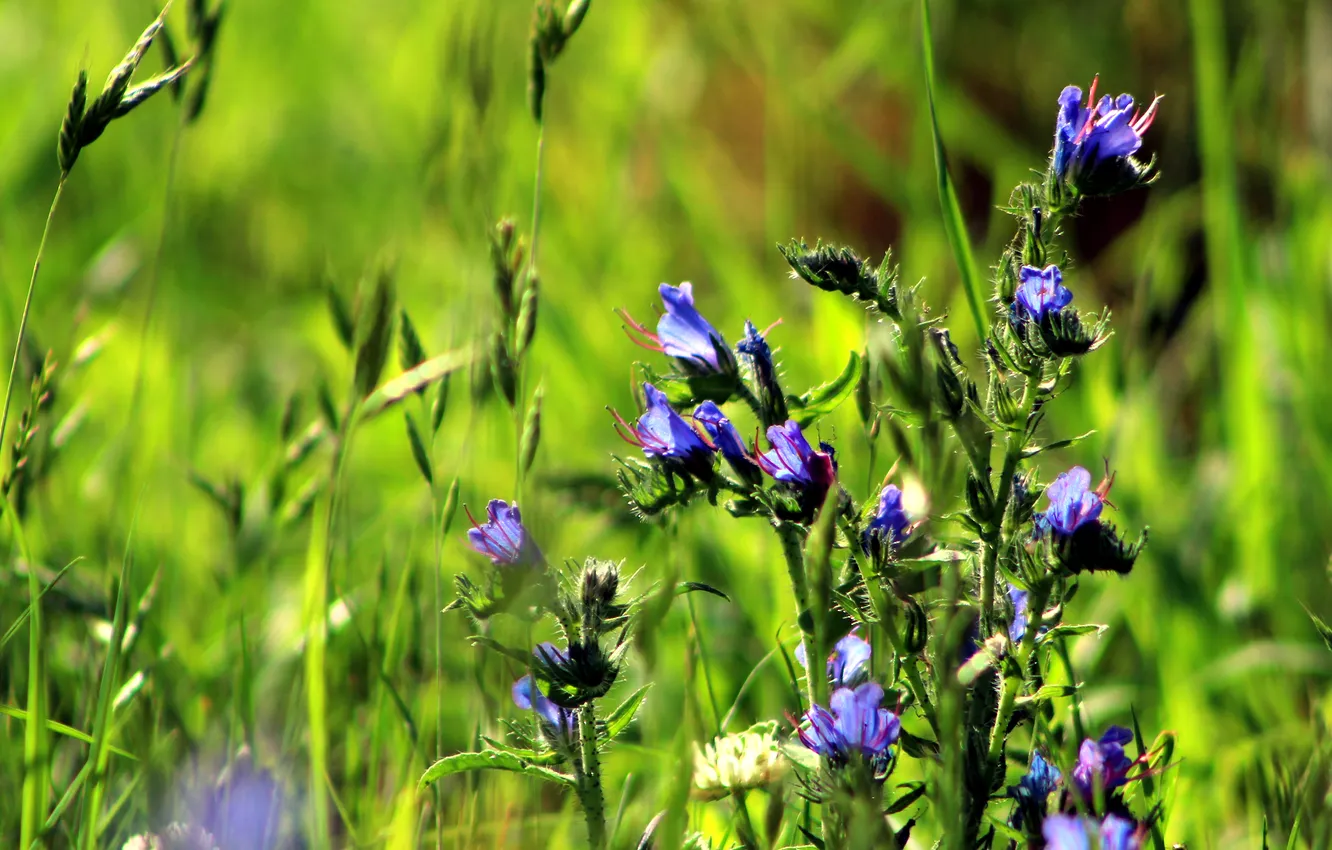 Фото обои flower, blue, meadow
