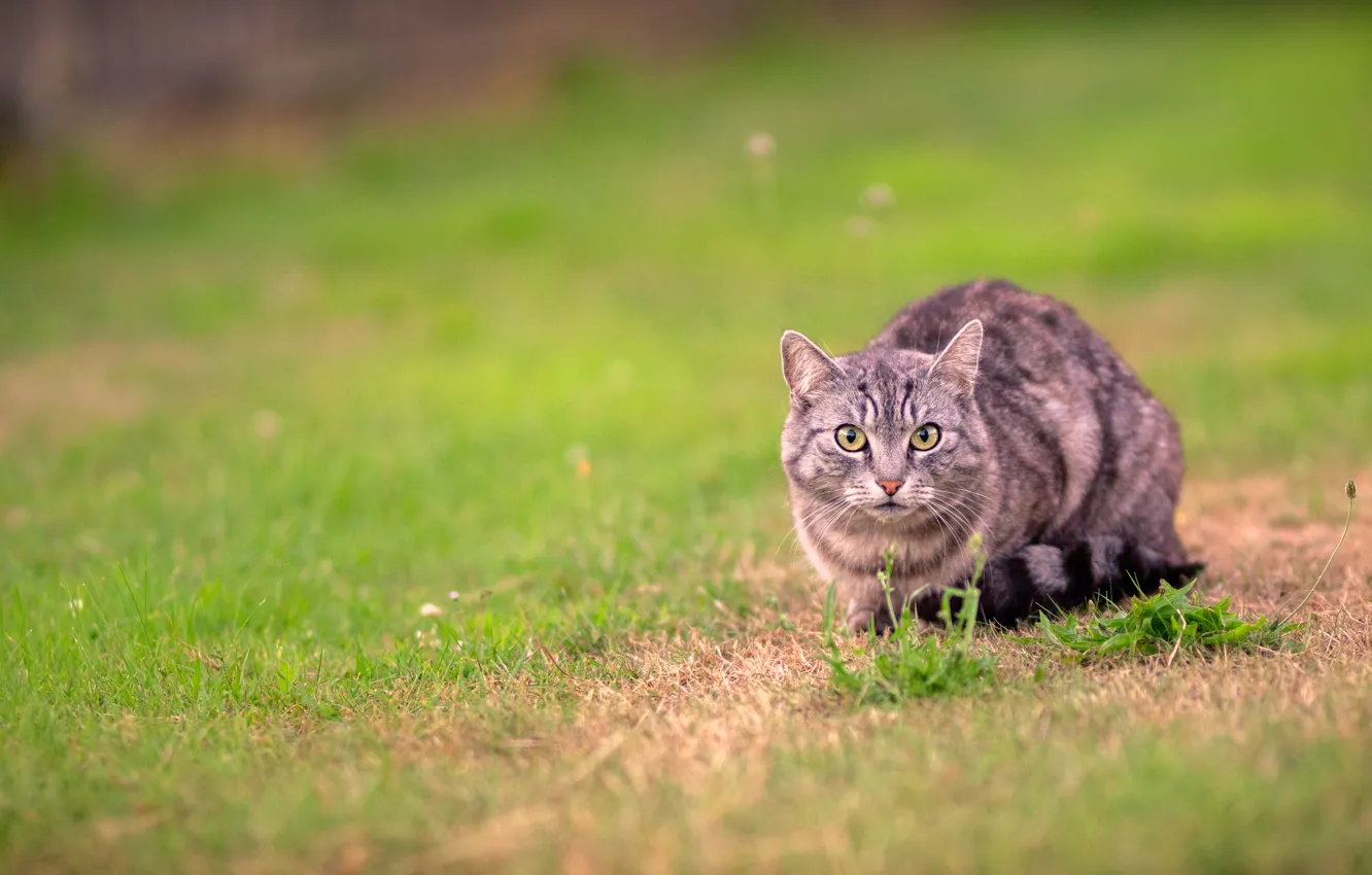 Фото обои кошка, трава, кот, взгляд, серый, поляна, прогулка, полосатый