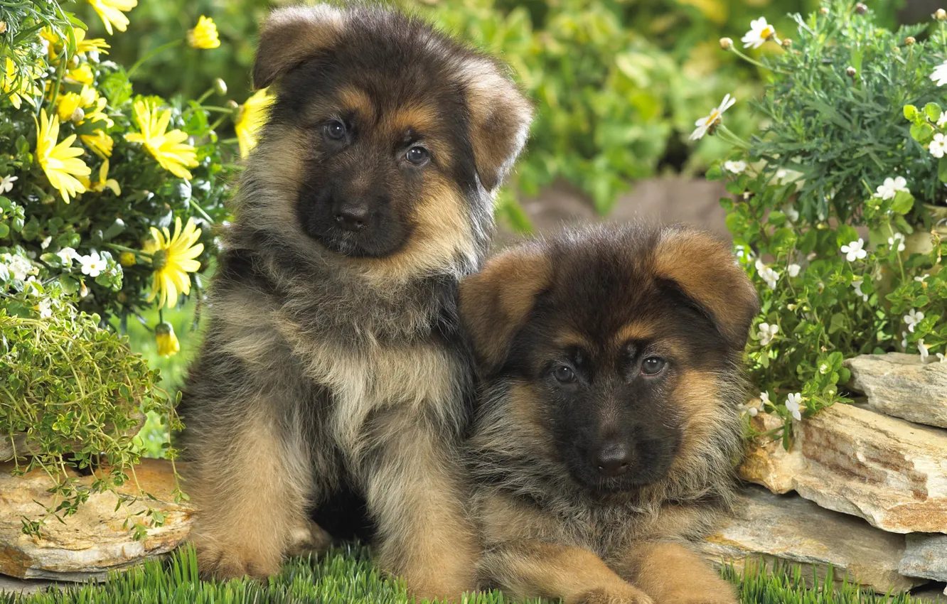 Фото обои щенки, малыши, немецкая овчарка, две собаки