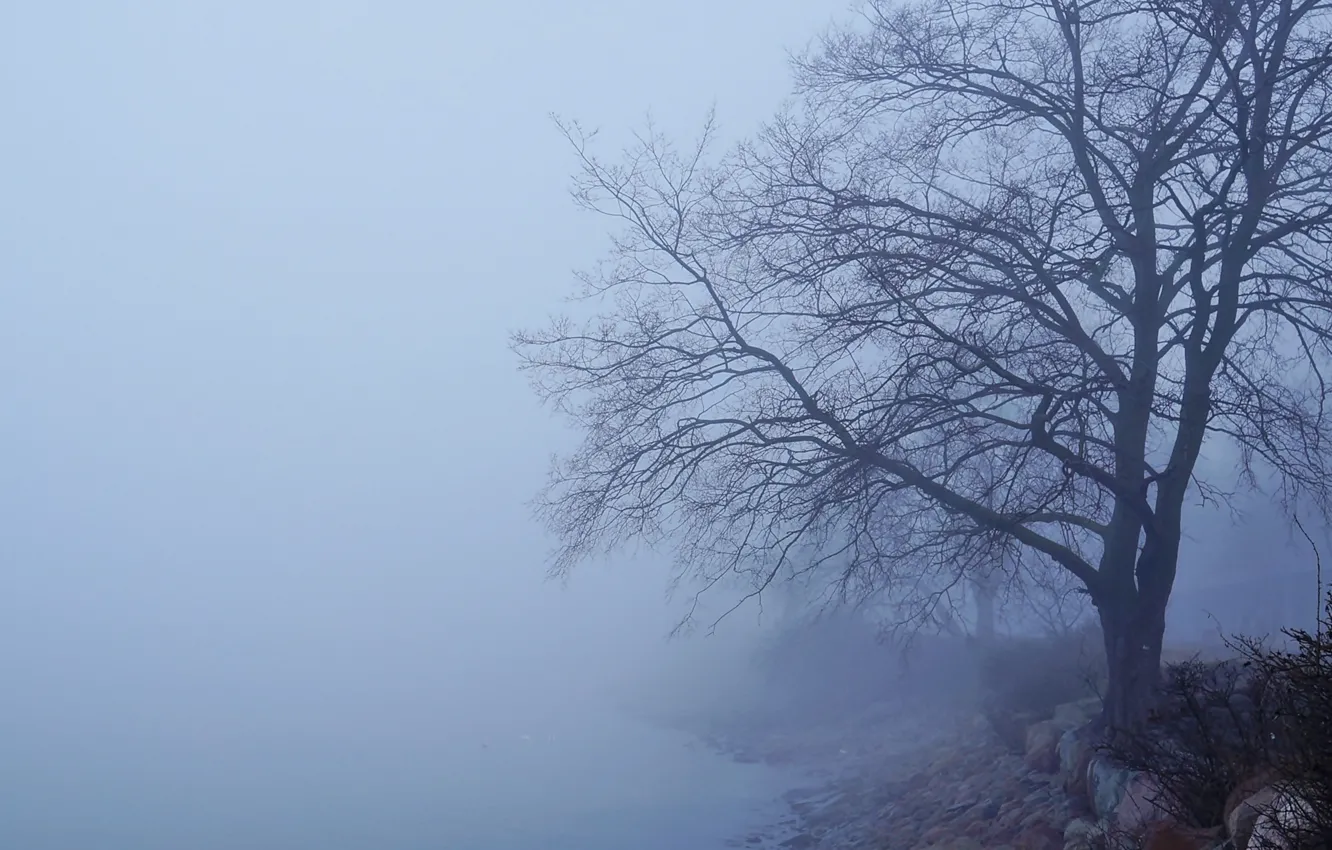 Фото обои forest, tree, fog
