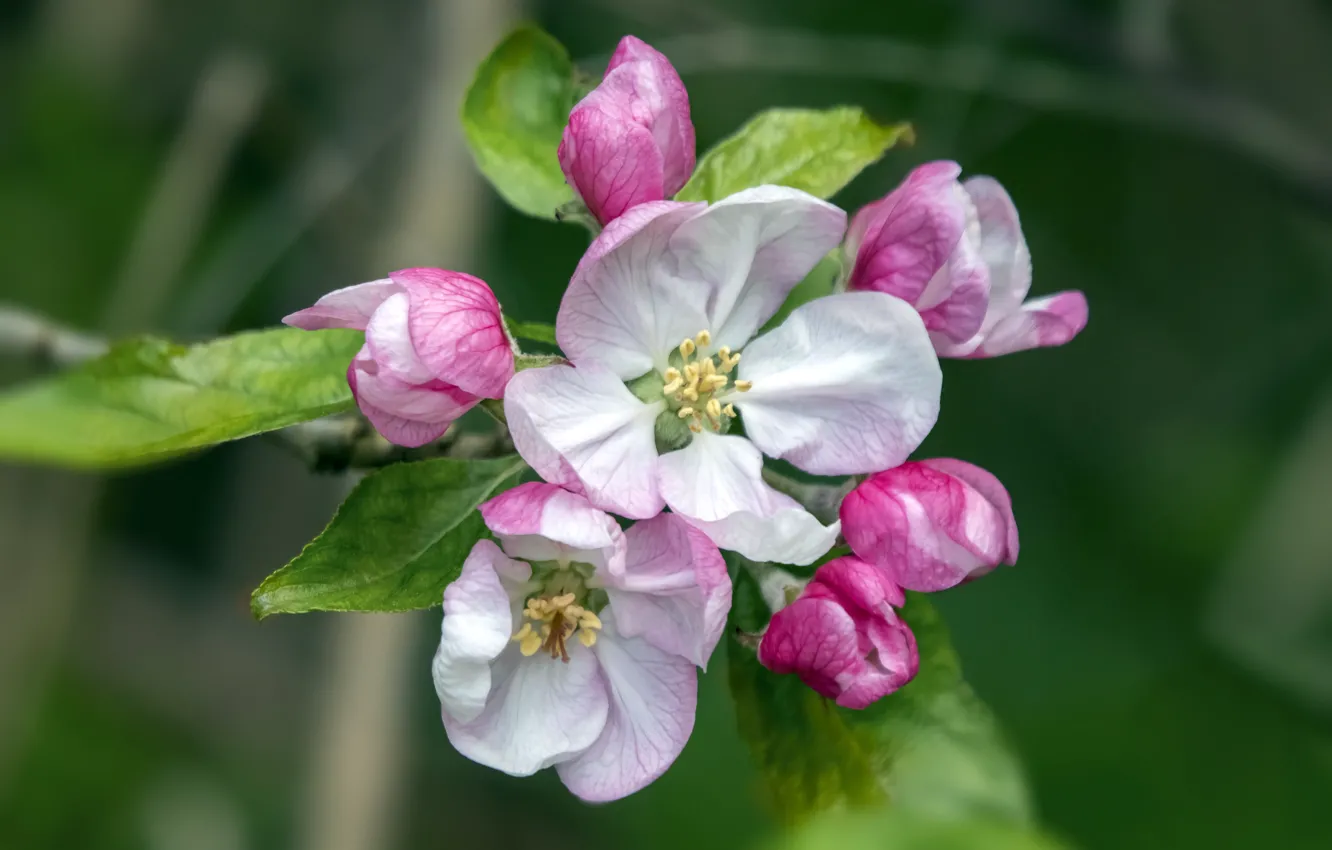 Фото обои весна, цветение, яблоневый цвет