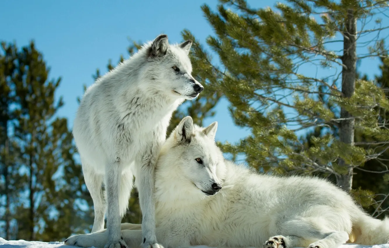 Фото обои хищники, волки, парочка